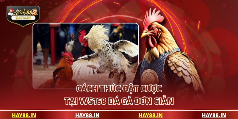 Cách thức đặt cược tại WS168 đá gà đơn giản