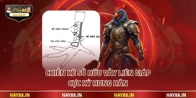 Chiến kê sở hữu vảy liên giáp cực kỳ hung hãn