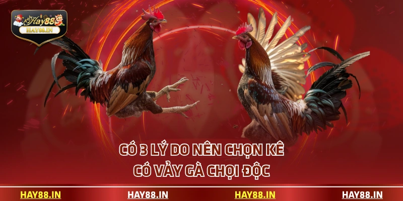 Có 3 lý do nên chọn kê có vảy gà chọi độc