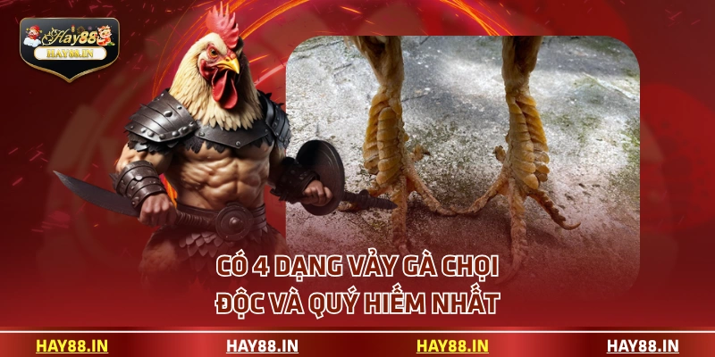 Có 4 dạng vảy gà chọi độc và quý hiếm nhất