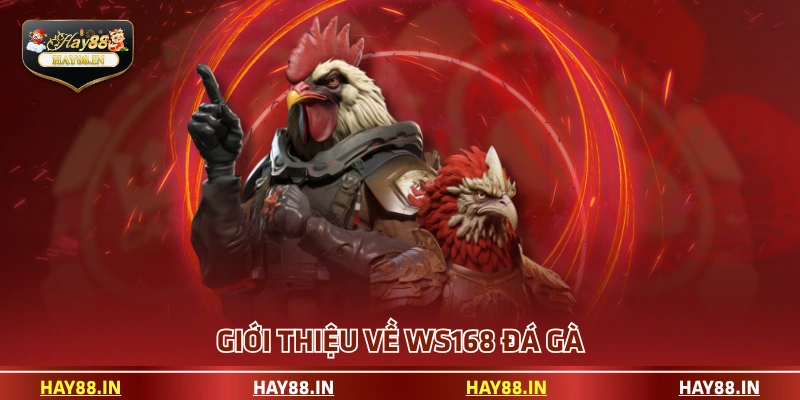 Giới thiệu về WS168 đá gà