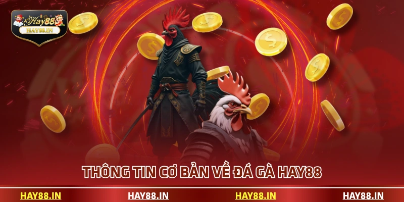 Thông tin cơ bản về đá gà HAY88